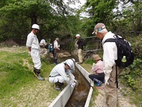 タゴガエル調査