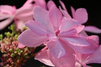 お気に入りの花♪