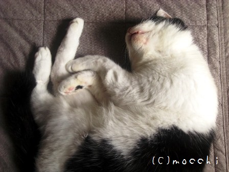 アホな格好で寝るうちの猫