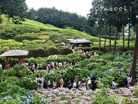 季　～三室戸寺の紫陽花～