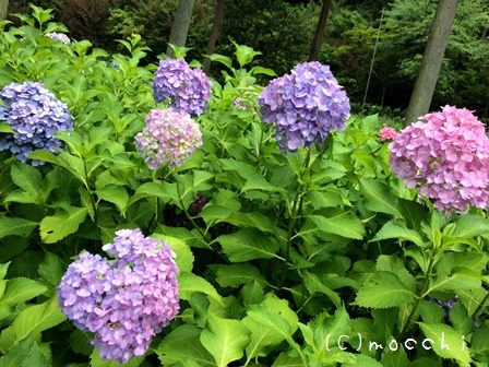 三室戸寺の紫陽花7
