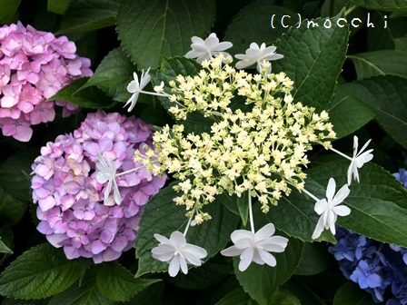 三室戸寺の紫陽花8