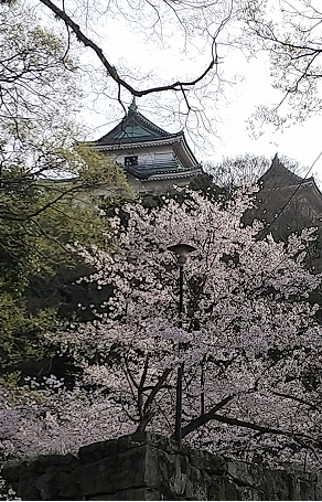 さくら満開in和歌山