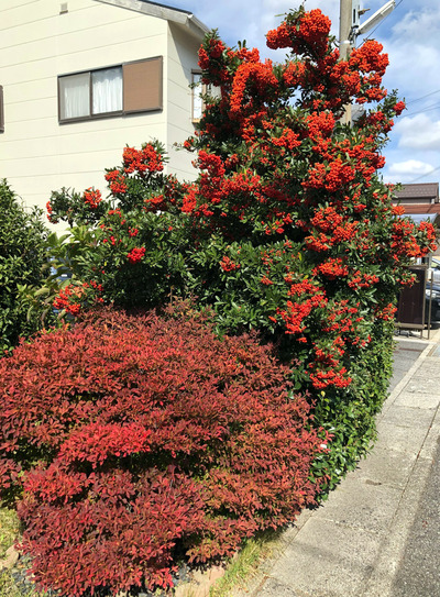 紅葉の美しい季節がはじまります