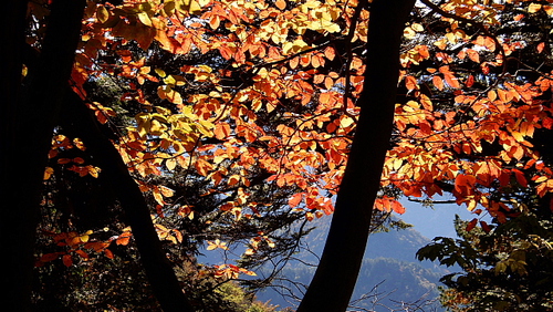 紅葉も楽し田立の滝