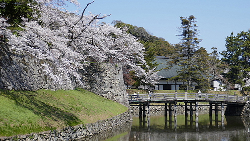 彦根城の桜と宇曽川提