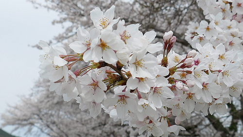 宇曽川の桜とキジ