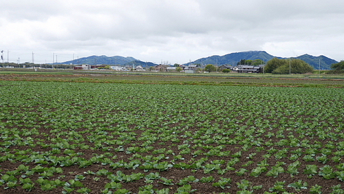 雨上りの散歩道でキジに出合う