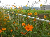 夏の終わり。