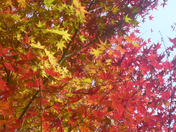 紅葉狩りに行きました(^-^)/