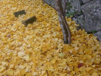 紅葉狩りに行きました(^-^)/