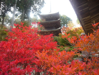 紅葉狩りに行きました(^-^)/