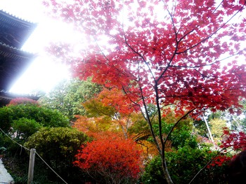 紅葉狩りに行きました(^-^)/