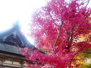 紅葉狩りに行きました(^-^)/
