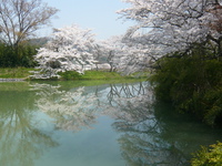 桜満喫～(^-^)v