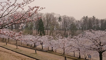 桜の日々〜＼(^o^)／