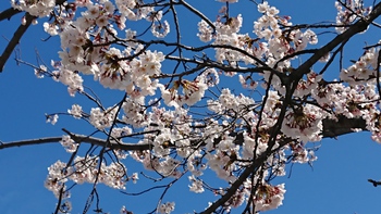 今年の桜たちです＼(^o^)／