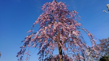 今年の桜たちです＼(^o^)／