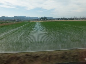 田んぼ
