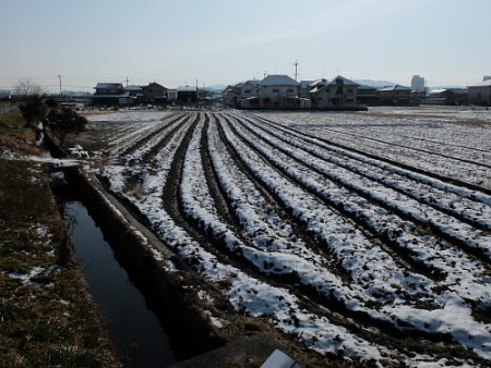雪（2014年1月20日）