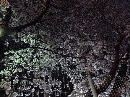 サクラ（2015.04.01）