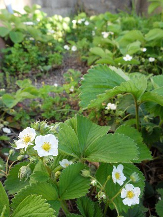 イチゴの花（2015年）