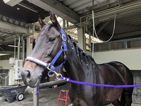 兵庫県親善馬術大会　A2課目　ラピッドリーサン