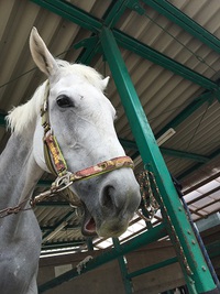 本日の写真