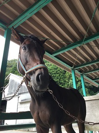 水口馬術大会　L1課目　ラピッドリーサン