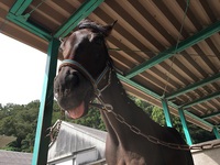 水口馬術大会　A2課目　ラピッドリーサン