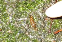 ４/７ホタル幼虫の上陸を観察