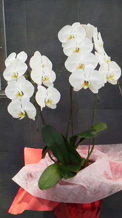 石山店のお花☆