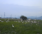 鳥との遭遇！！