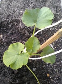 ２０１１夏の野菜ちゃん