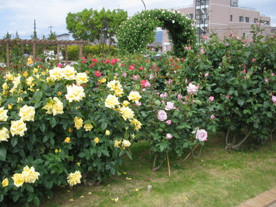 庄堺公園のバラ園