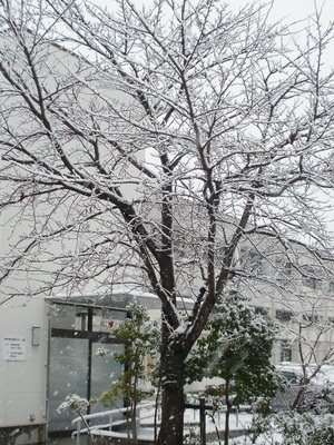 雪景色