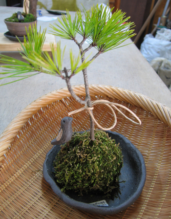 苔玉　つくってみませんか？