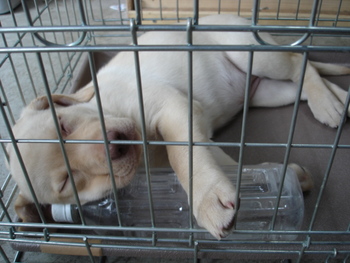 月とあそぶ展　アズキと１２匹の仔犬たち