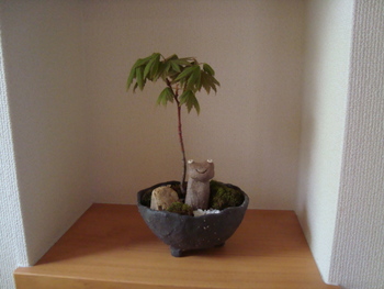 鉢の中のマイワールド
