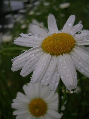 冷たい雨だった