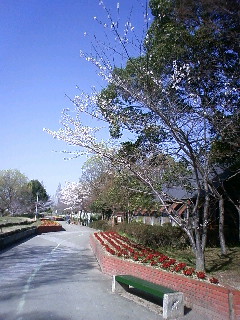 晴れ