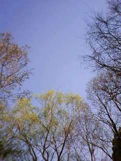 今日も好天