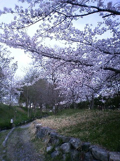 舞い散る花びら