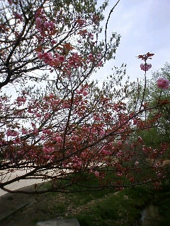 いろいろな植物