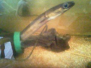 ウナギが絶滅危惧種に