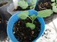 キャベツの植え時