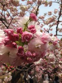 造幣局の通り抜け