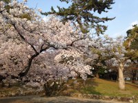 膳所公園でさくら餅