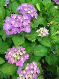 アジサイ（守山芦刈園にて）