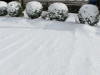 雪!